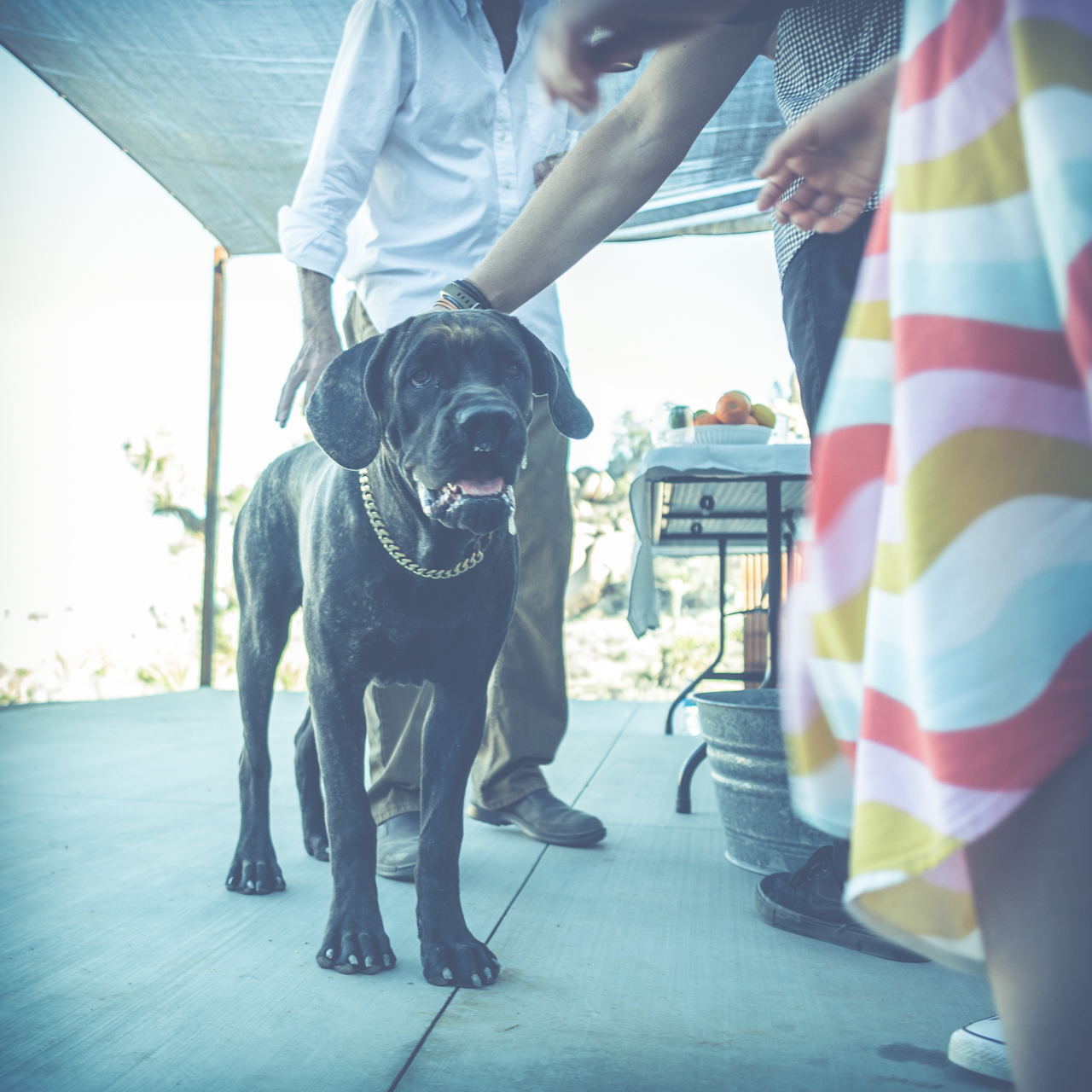 Pet Friendly callout