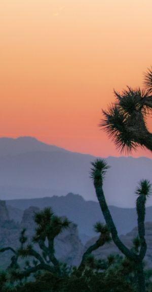 joshua tree vacation rentals with pools