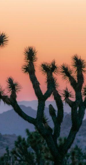 pioneertown vacation rentals joshua tree
